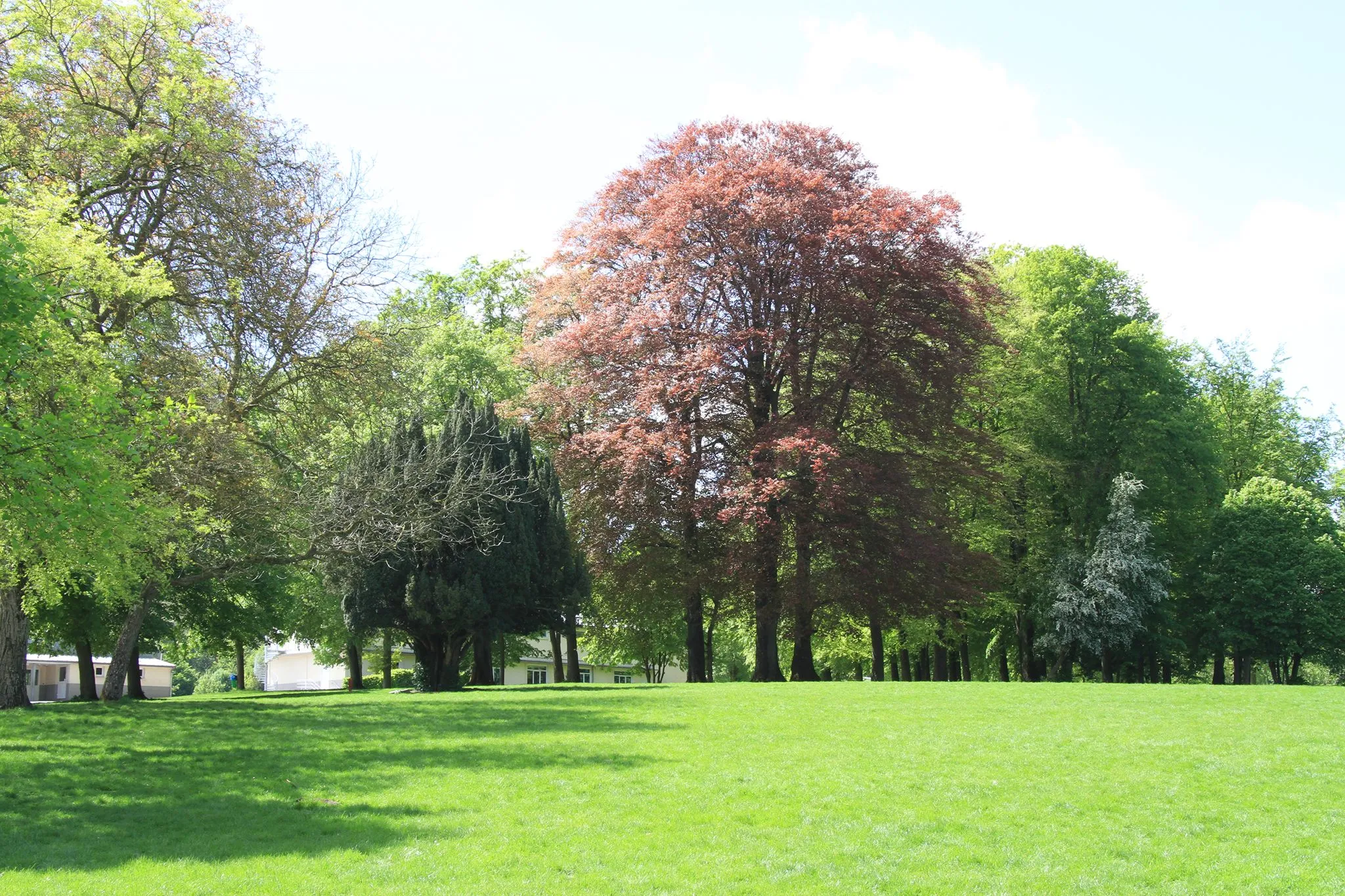 Vue sur les grands arbres majestueux aux feuilles rouges et vertes dans le parc de l'établissement